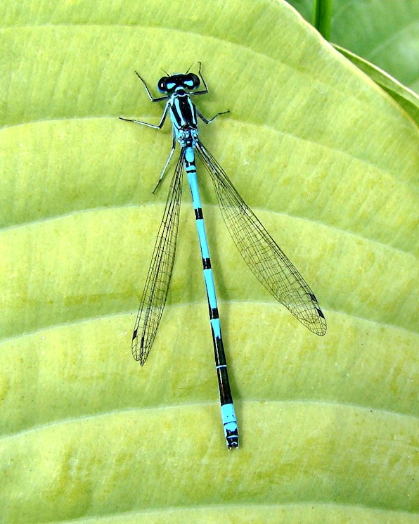 azure damselfly